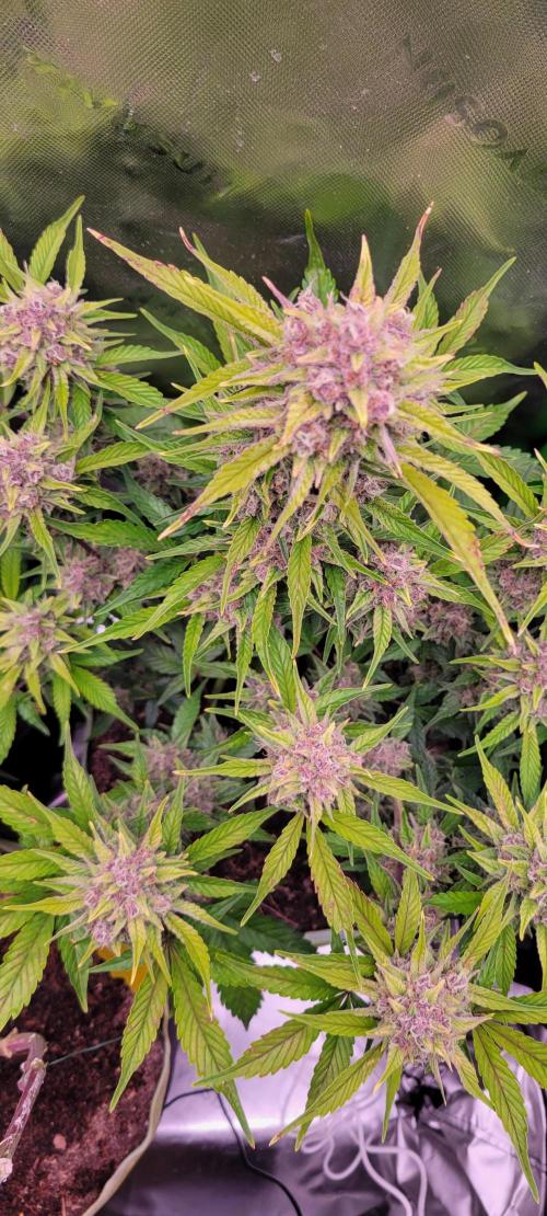 Strawberry Gorilla 🍓🌹. Week 8