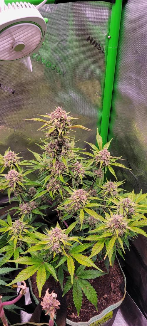 Strawberry Gorilla 🍓🌹. Week 8