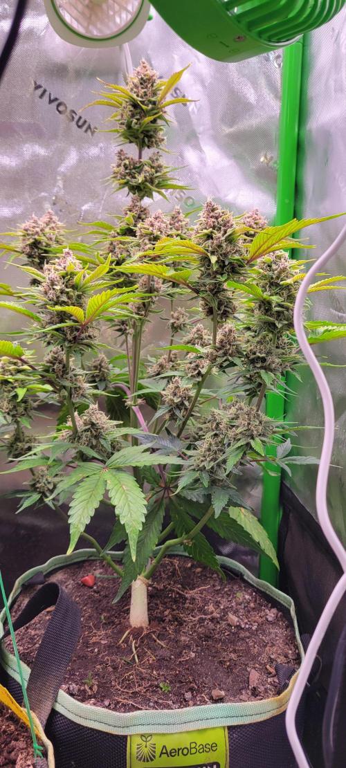 Strawberry Gorilla 🍓🌹. Week 8