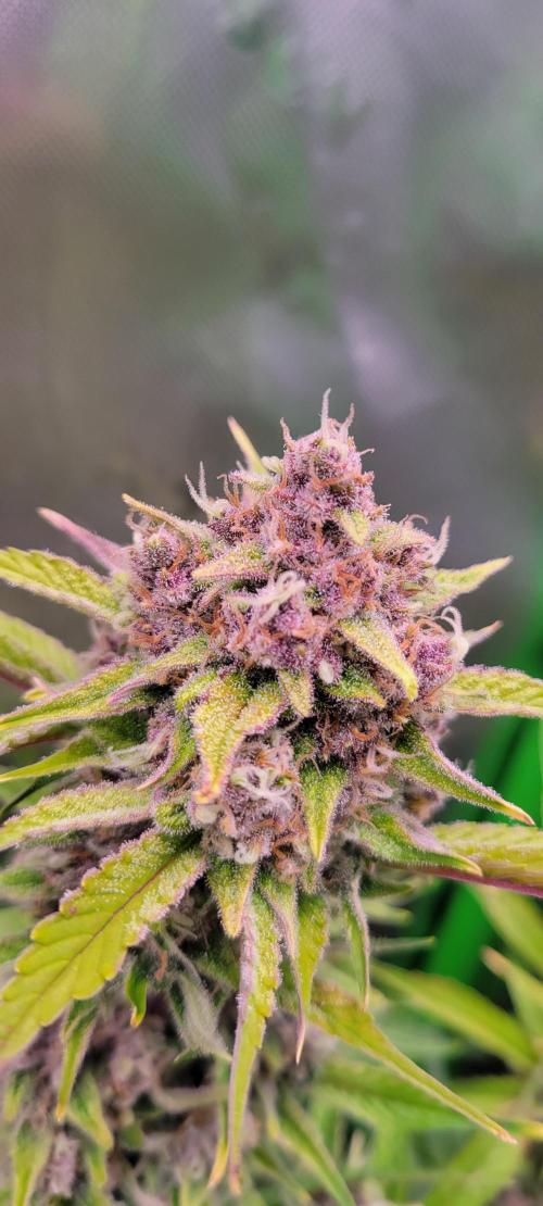 Strawberry Gorilla 🍓🌹. Week 8