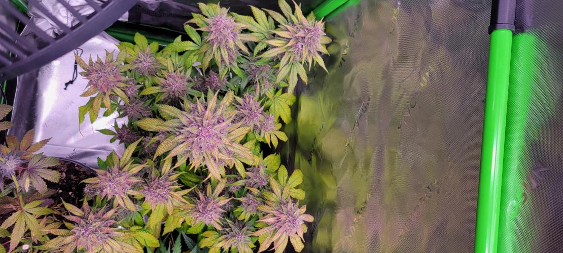 Lemon Cherry Cookies. Week 8