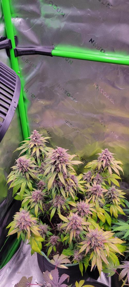 Lemon Cherry Cookies. Week 8