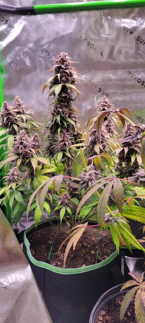 Lemon Cherry Cookies. Week 8