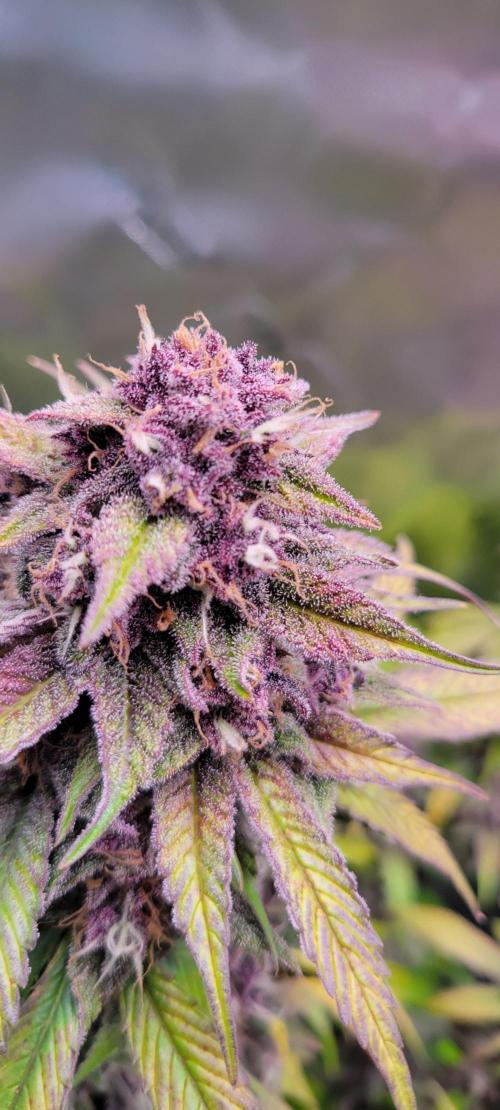 Lemon Cherry Cookies. Week 8