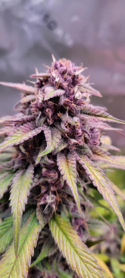 Lemon Cherry Cookies. Week 8