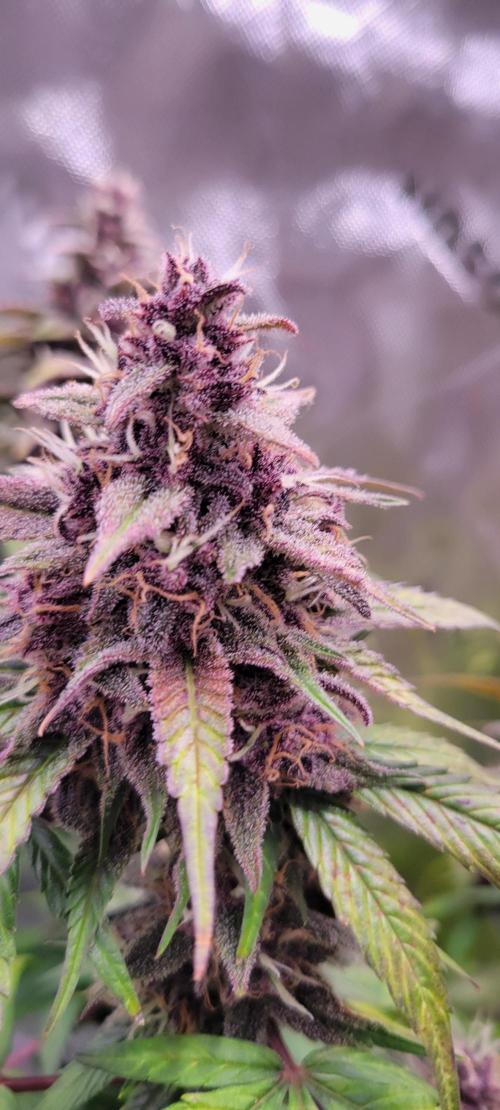 Lemon Cherry Cookies. Week 8