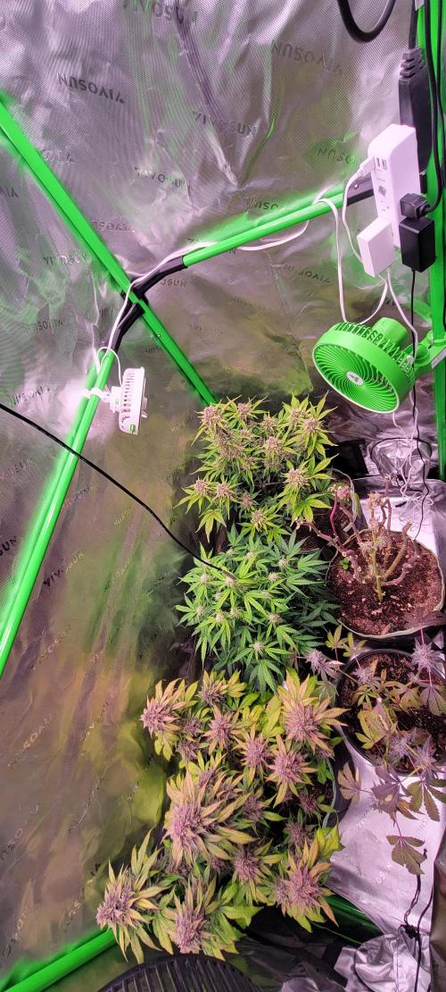 Lemon Cherry Cookies. Week 8