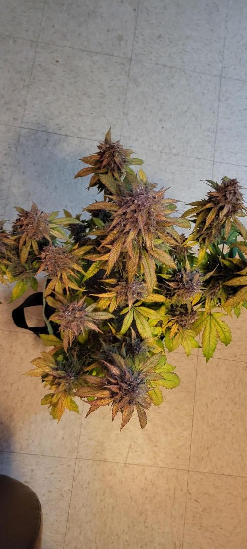 Lemon Cherry Cookies. Week 9