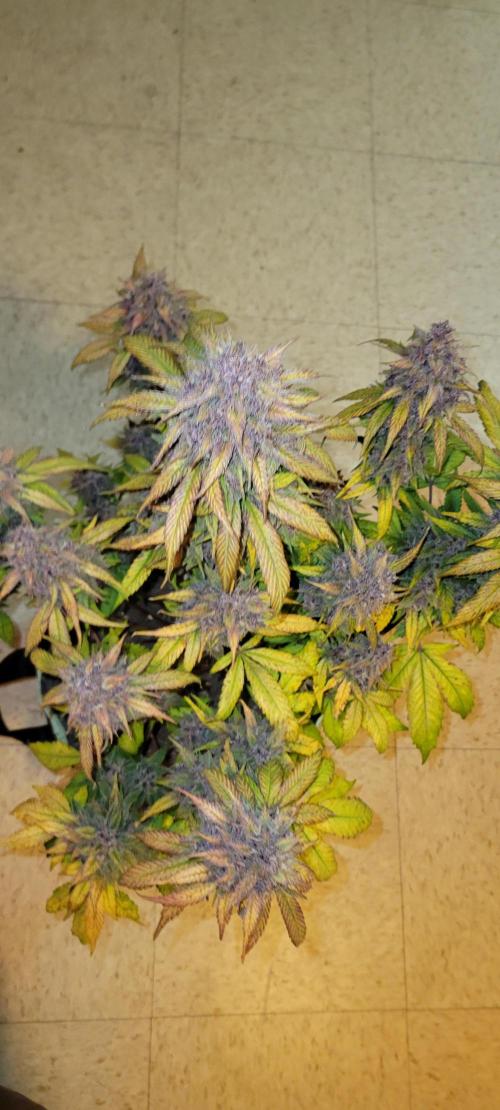 Lemon Cherry Cookies. Week 9