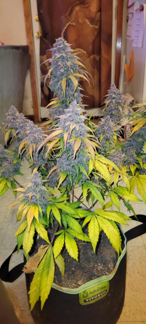 Lemon Cherry Cookies. Week 9