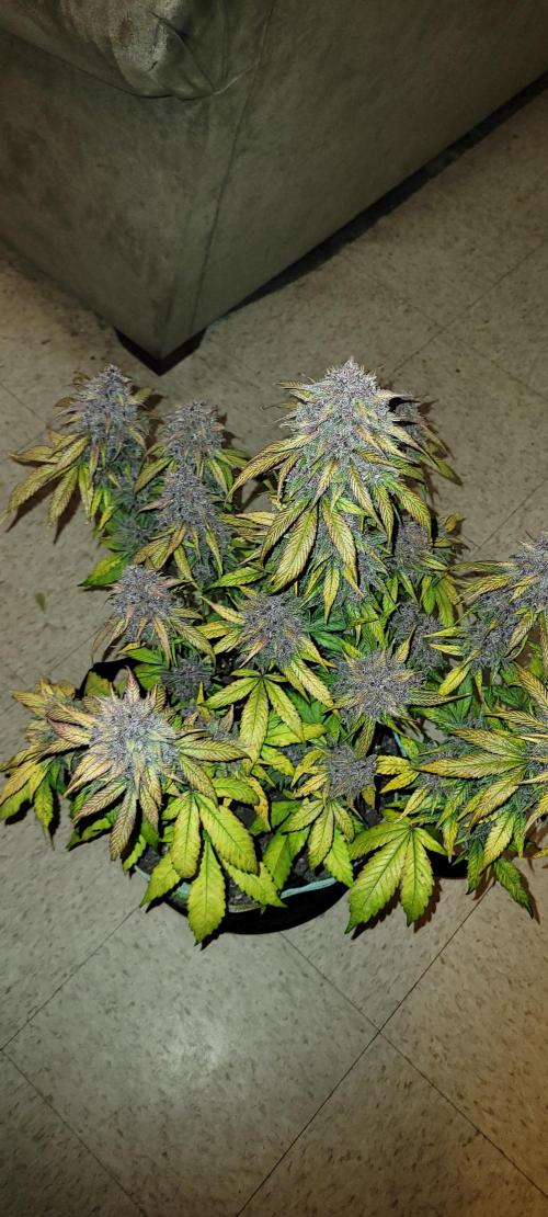 Lemon Cherry Cookies. Week 9