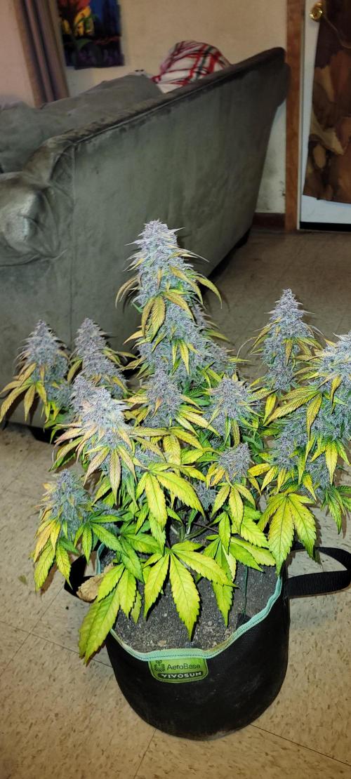 Lemon Cherry Cookies. Week 9