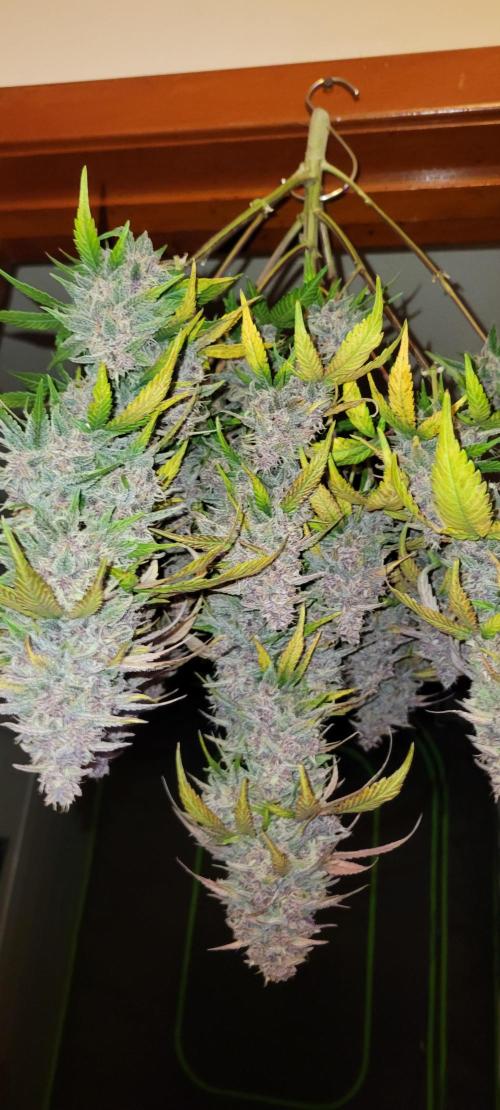 Lemon Cherry Cookies. Week 9