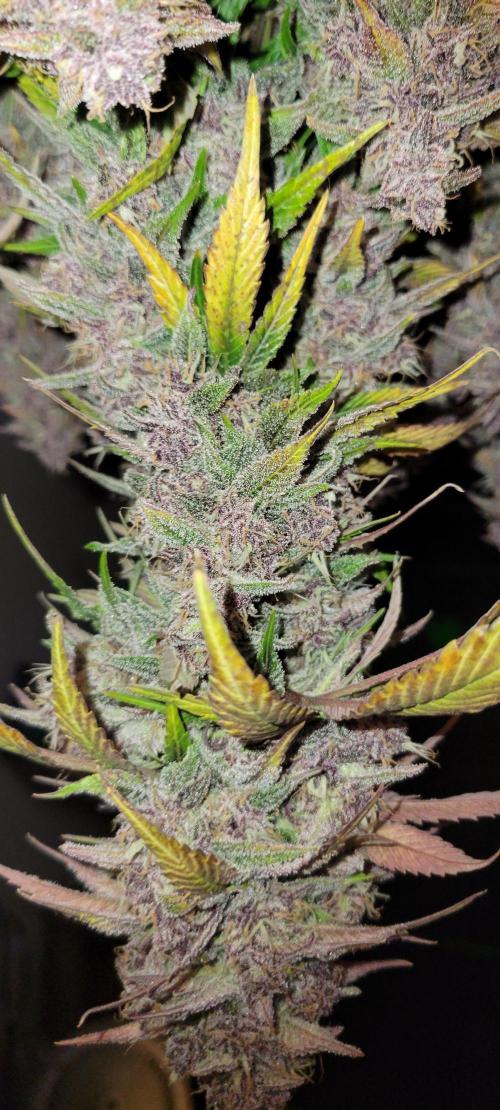 Lemon Cherry Cookies. Week 9