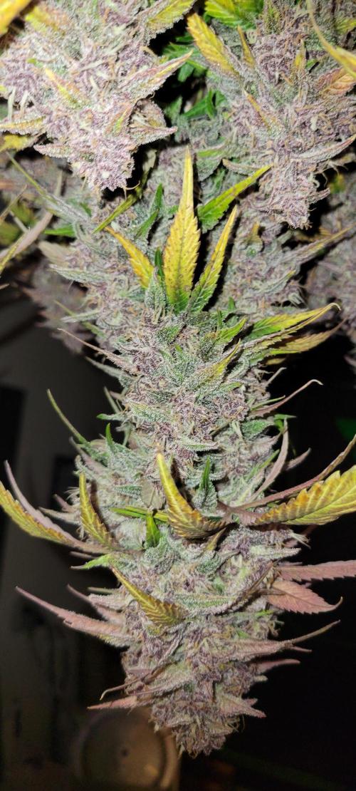 Lemon Cherry Cookies. Week 9