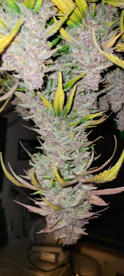 Lemon Cherry Cookies. Week 9