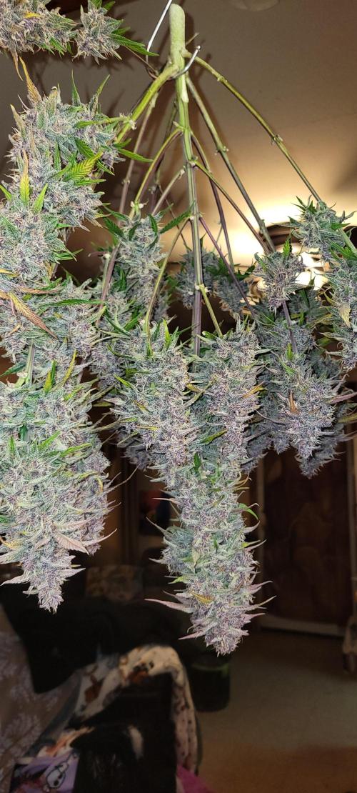 Lemon Cherry Cookies. Week 9