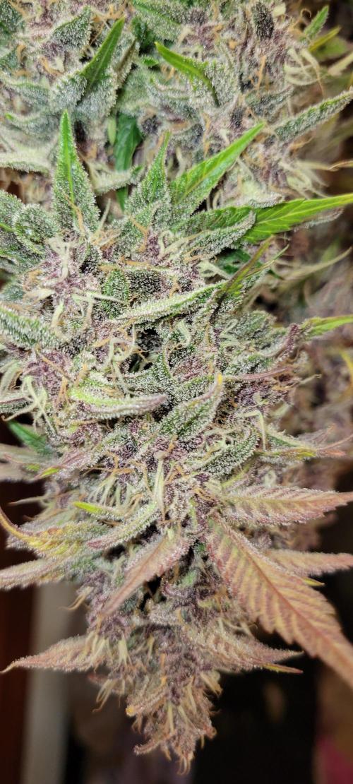 Lemon Cherry Cookies. Week 9