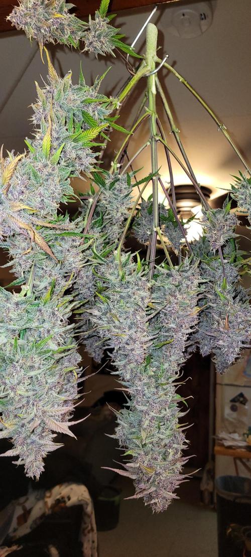 Lemon Cherry Cookies. Week 9