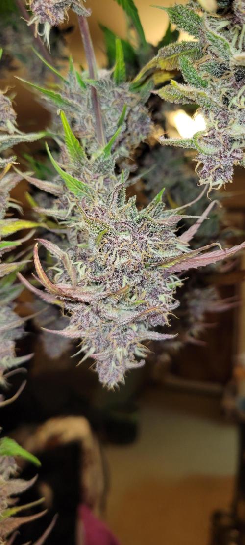 Lemon Cherry Cookies. Week 9