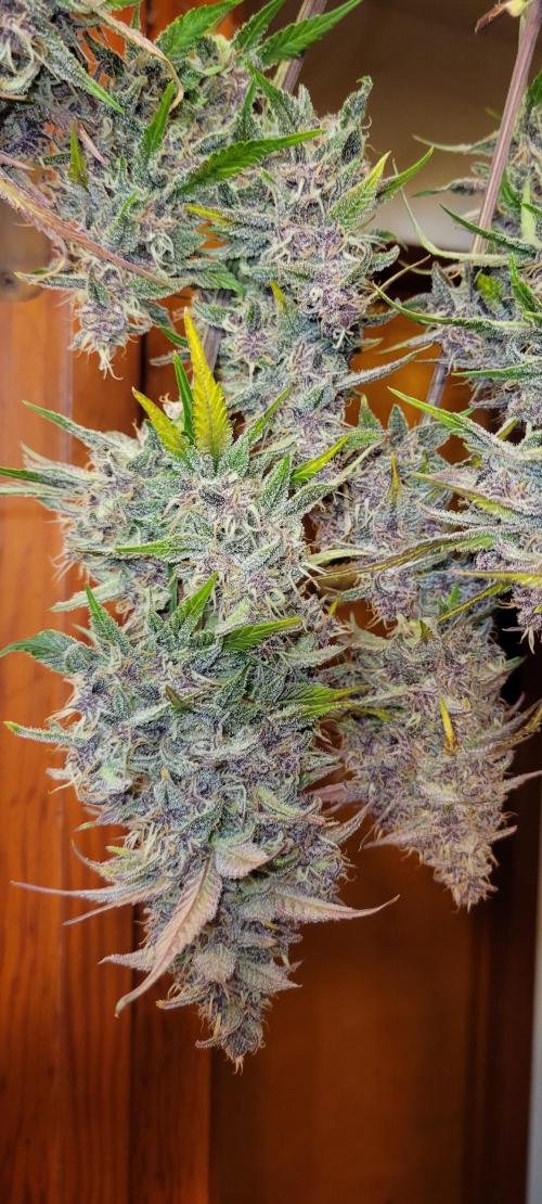 Lemon Cherry Cookies. Week 9