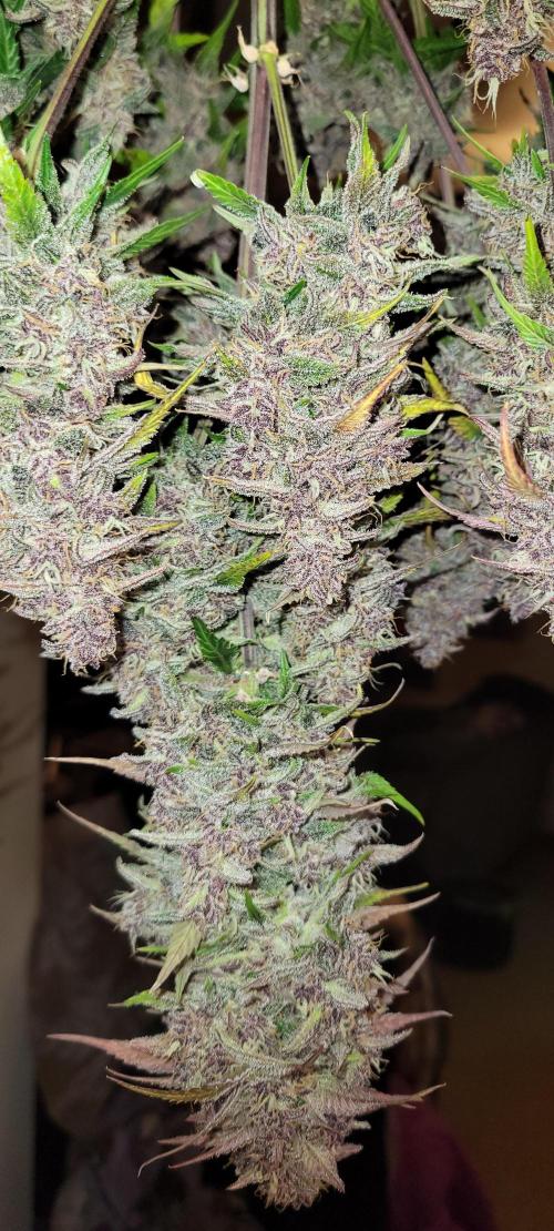 Lemon Cherry Cookies. Week 9