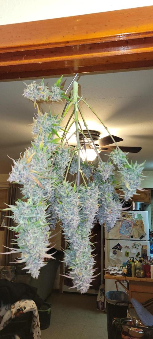 Lemon Cherry Cookies. Week 9