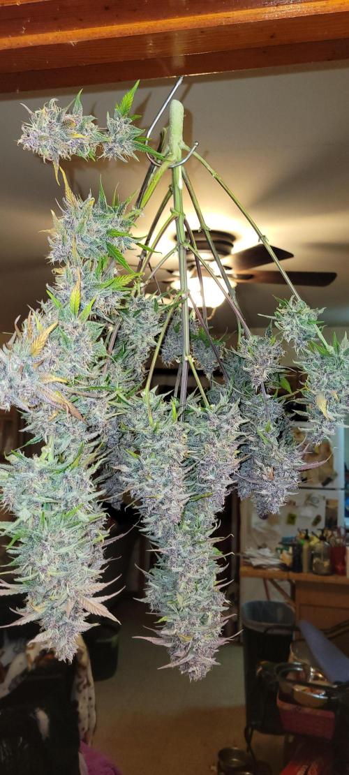 Lemon Cherry Cookies. Week 9