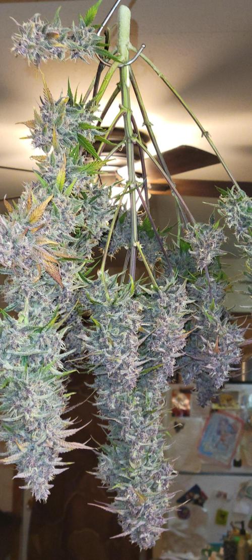 Lemon Cherry Cookies. Week 9