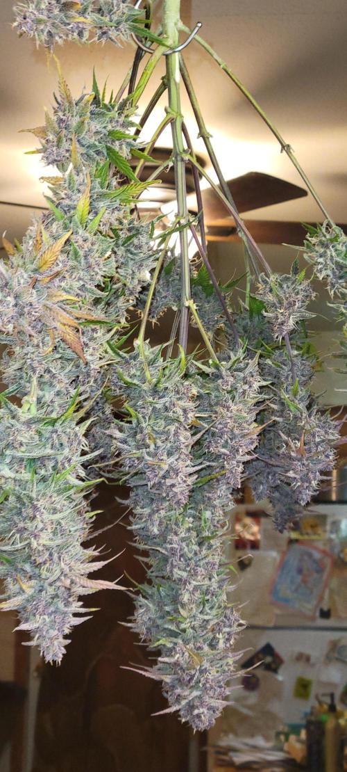 Lemon Cherry Cookies. Week 9