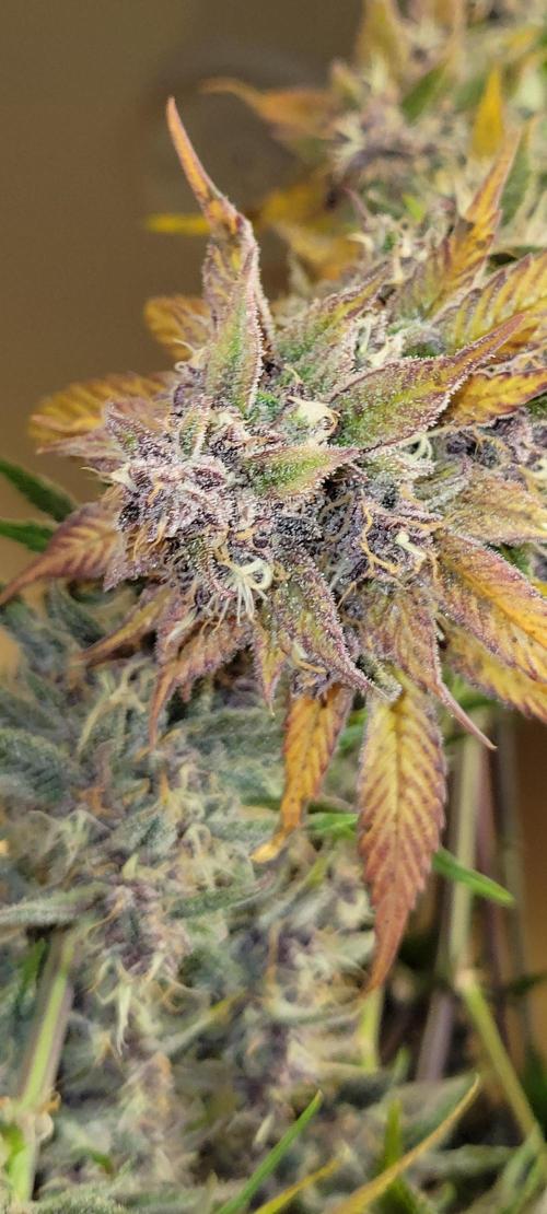 Lemon Cherry Cookies. Week 9