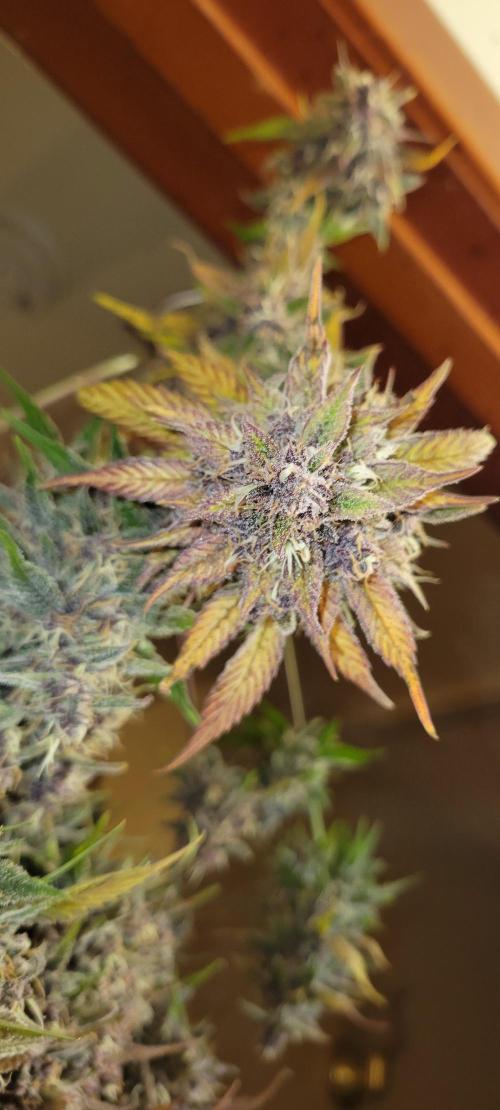 Lemon Cherry Cookies. Week 9