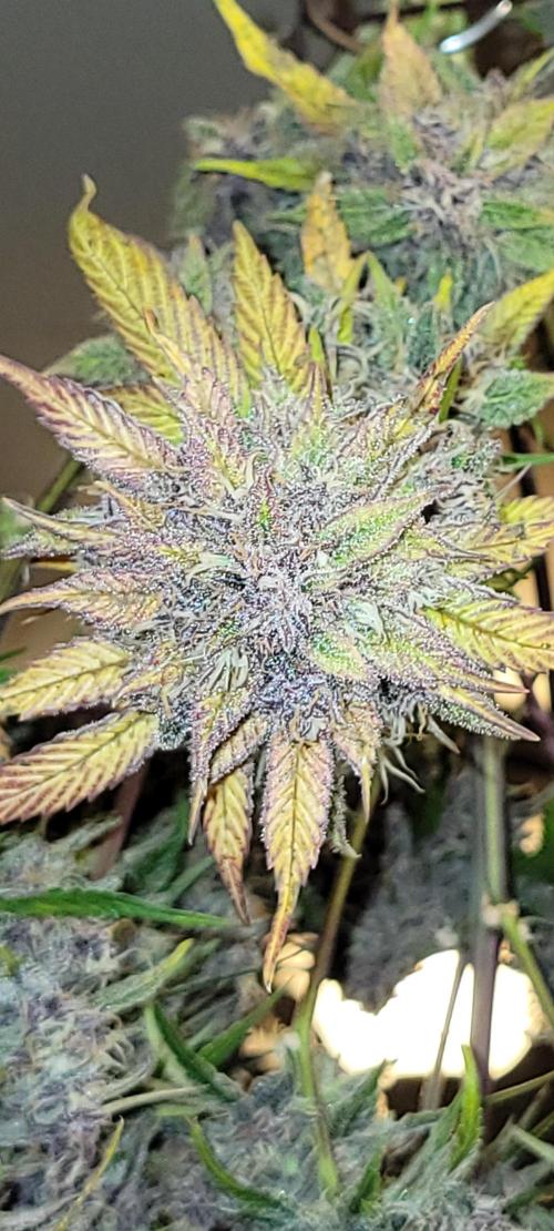 Lemon Cherry Cookies. Week 9