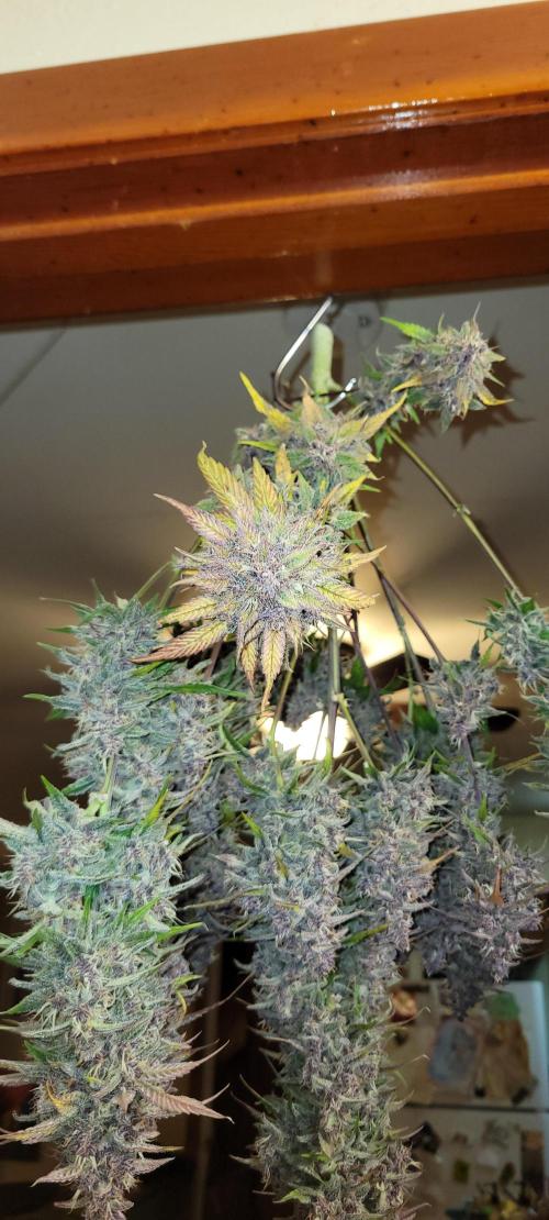 Lemon Cherry Cookies. Week 9