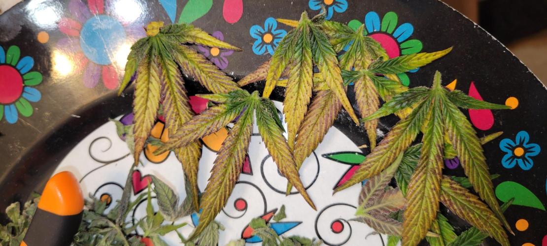 Lemon Cherry Cookies. Week 9