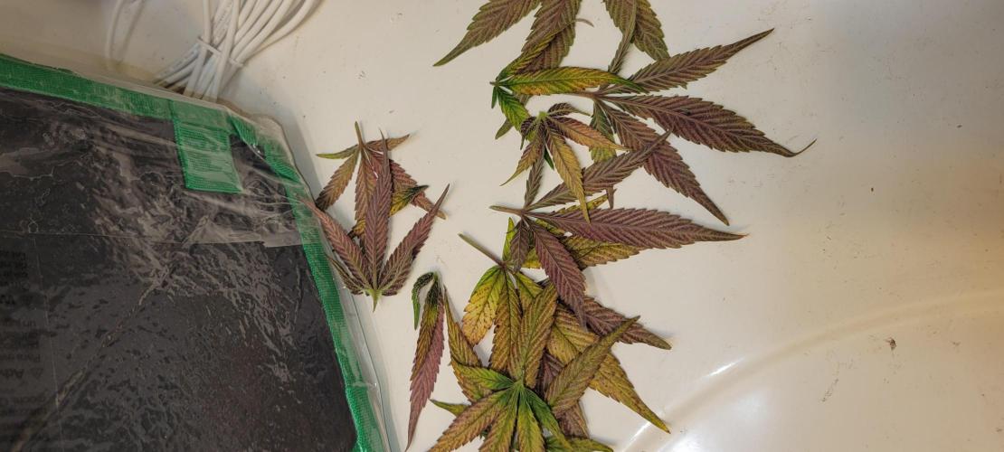 Lemon Cherry Cookies. Week 9