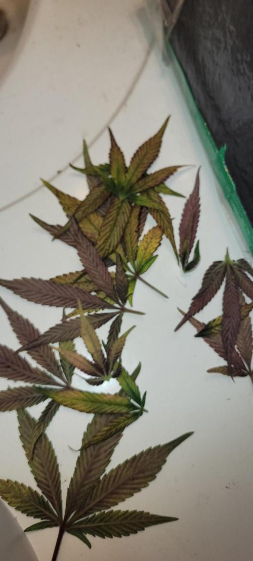 Lemon Cherry Cookies. Week 9