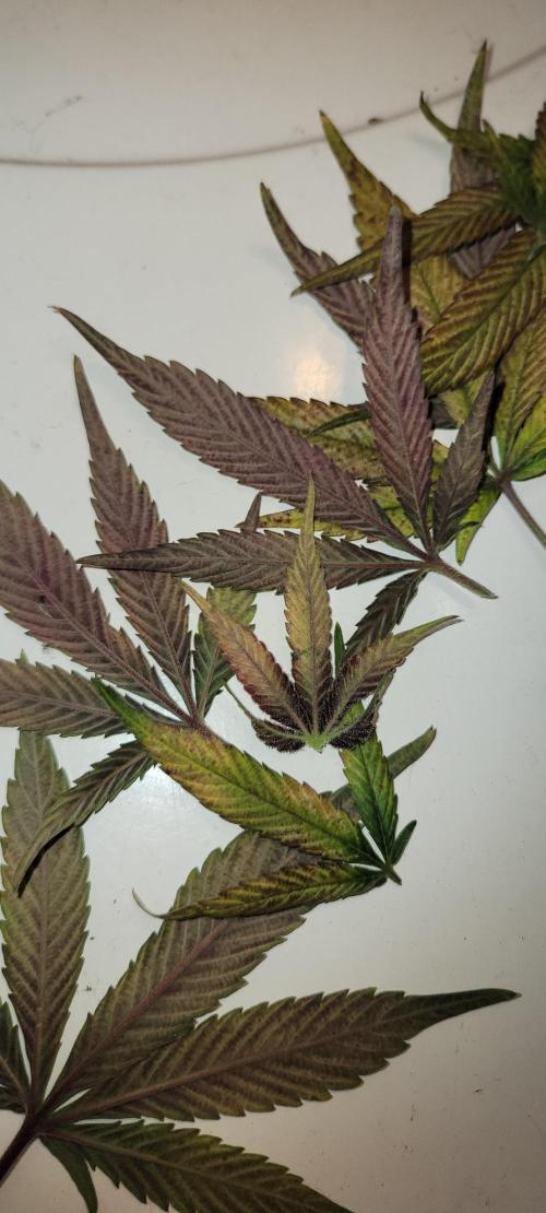 Lemon Cherry Cookies. Week 9