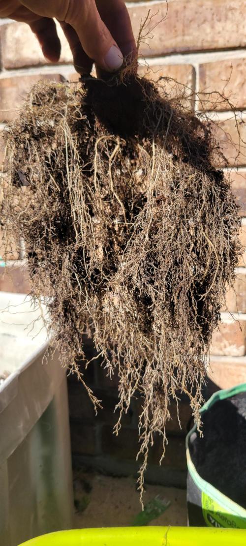 Lemon Cherry Cookies. Week 9