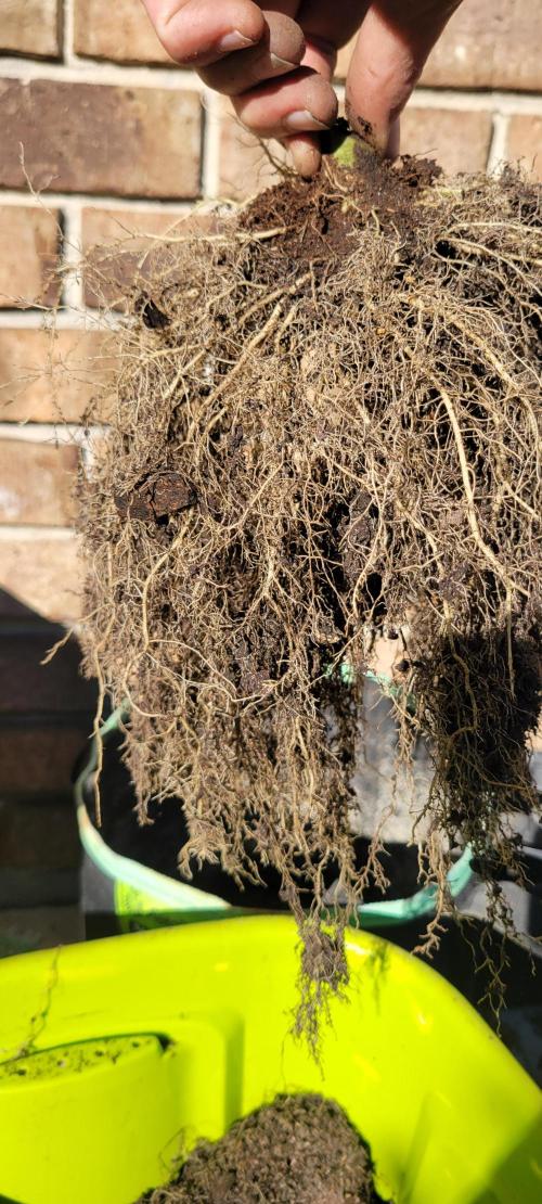 Lemon Cherry Cookies. Week 9 - I think the myco worked