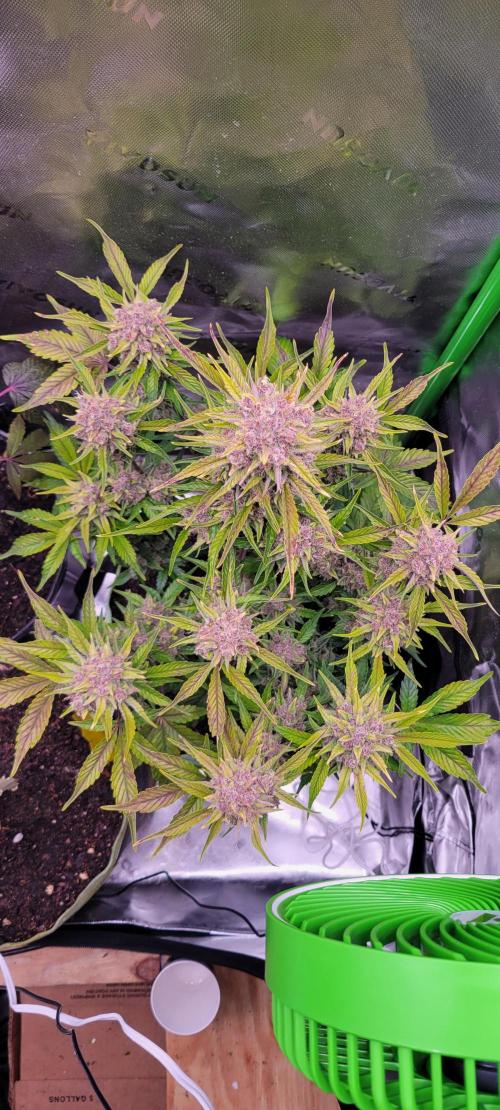 Strawberry Gorilla 🍓🌹. Week 9