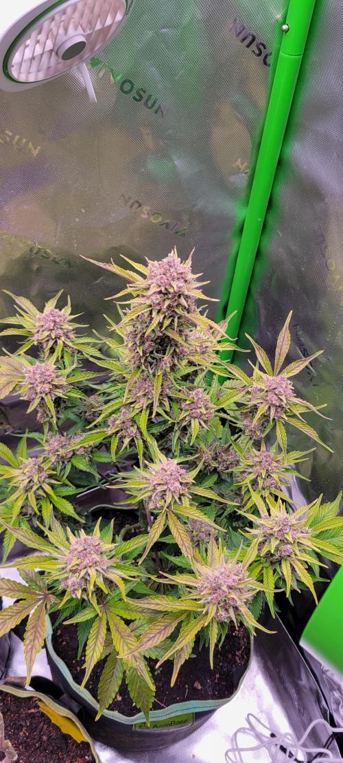 Strawberry Gorilla 🍓🌹. Week 9