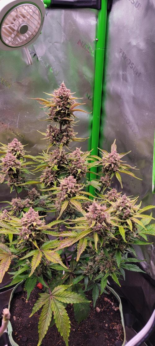 Strawberry Gorilla 🍓🌹. Week 9