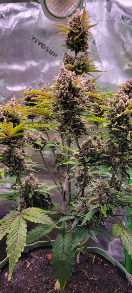 Strawberry Gorilla 🍓🌹. Week 9