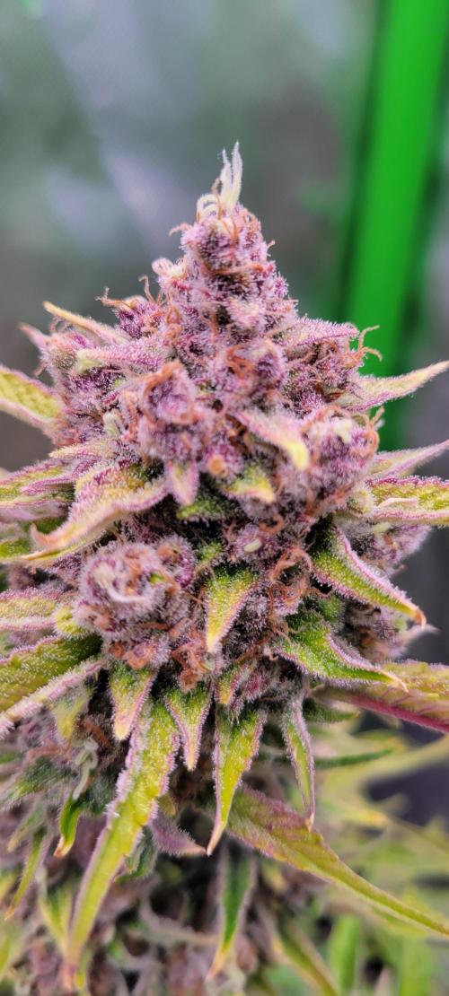 Strawberry Gorilla 🍓🌹. Week 9