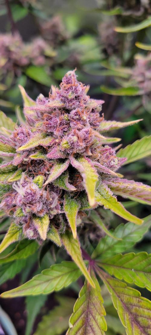 Strawberry Gorilla 🍓🌹. Week 9