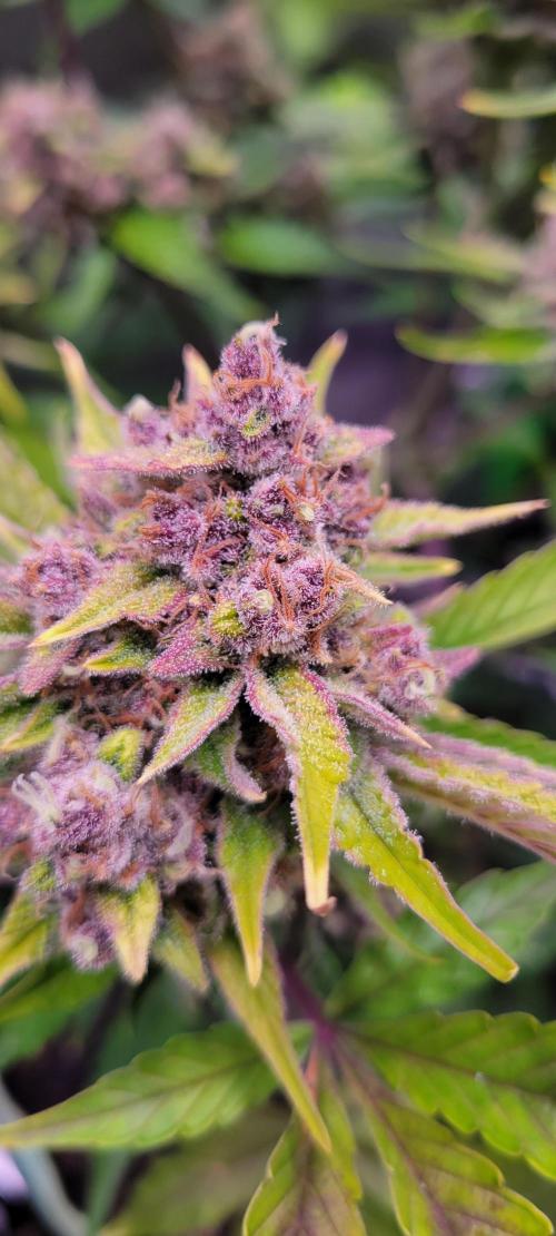 Strawberry Gorilla 🍓🌹. Week 9