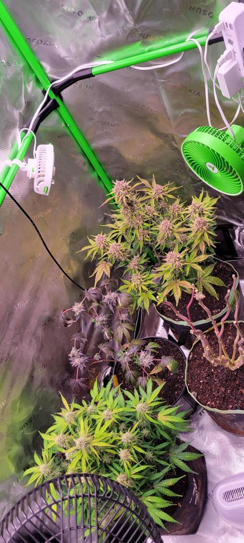 Strawberry Gorilla 🍓🌹. Week 9