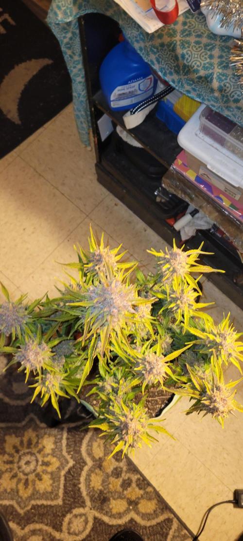 Strawberry Gorilla 🍓🌹. Week 9