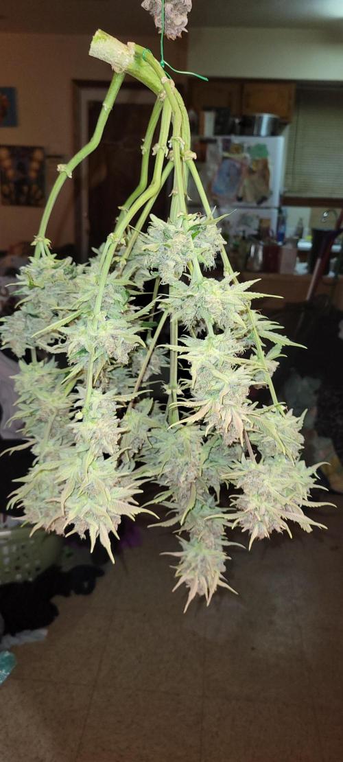 Strawberry Gorilla 🍓🌹. Week 9